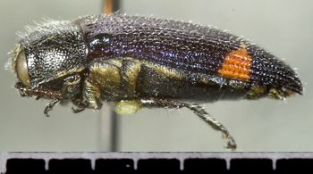 Media type: image;   Entomology 24412 Aspect: habitus lateral view